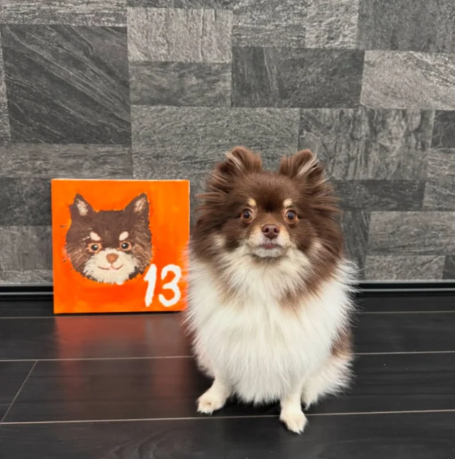 この子を見て！この可愛さ！🐾❤️
大切なペットの似顔絵を、ご自身で描いてみませんか？

「私のペットの絵を描こう」セッションでは、
写真を見ながらスタッフが丁寧にサポートします。

絵の経験がなくても大丈夫！
愛するペットへの特別なプレゼントと素敵な思い出作り✨
ぜひご参加ください！🎨

Look at this cutie 🥹🐾❤️ 

Wouldn’t your furry friend love a special portrait made by YOU? 

NO experience needed, join our Paint Your Pet session and create a one-of-a-kind masterpiece of your beloved pet! 🖌️🐶🐱🎨

Special thanks to @_iam_gigi._ 

#ArtBarTokyo #PaintYourPet #PetLovers #TokyoArtClass #CreativeNightOut #paintandsip #DogsofInstagram #CatsofInstagram #アクリル絵の具 #ペットの絵 #アートバー東京 #絵画教室 #ワンコ #ニャンコ #東京アートイベント